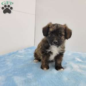 Jasper, Jack-a-poo Puppy