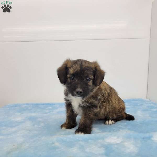 Jasper, Jack-a-poo Puppy