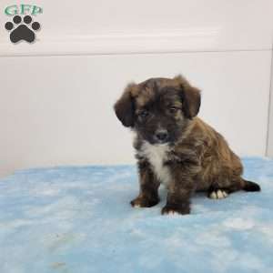 Jasper, Jack-a-poo Puppy