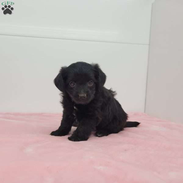 Jewel, Jack-a-poo Puppy