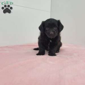 Jewel, Jack-a-poo Puppy
