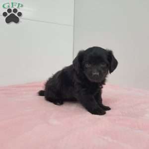 Jewel, Jack-a-poo Puppy