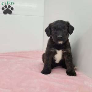 Jean, Jack-a-poo Puppy
