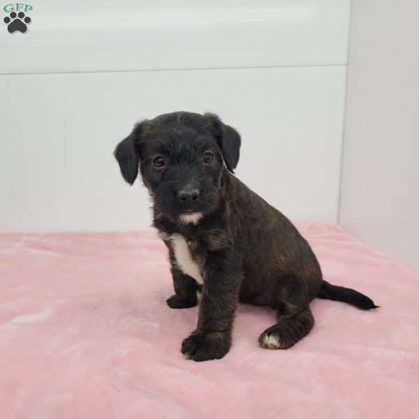 Jean, Jack-a-poo Puppy