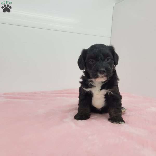 Jenny, Jack-a-poo Puppy