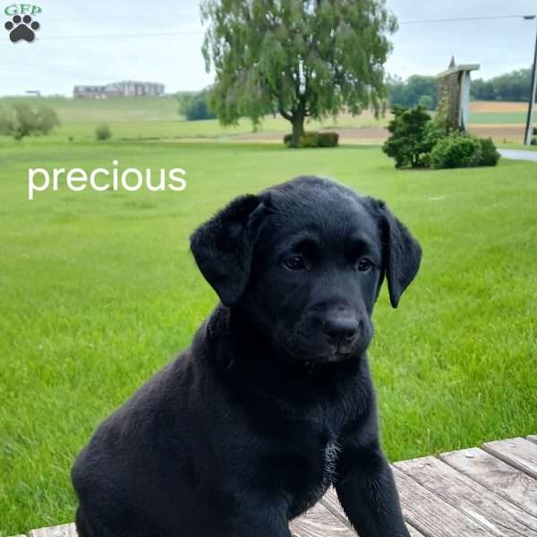 precious, Blue Heeler Mix Puppy