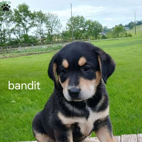 Bandit, Blue Heeler Mix Puppy