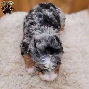 Brooke, Mini Bernedoodle Puppy