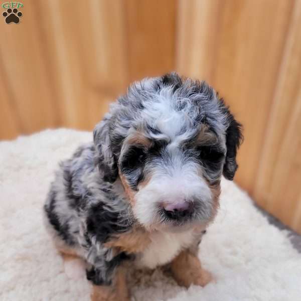 Brooke, Mini Bernedoodle Puppy