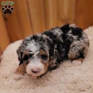 Brooke, Mini Bernedoodle Puppy