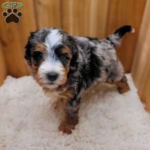 Ash, Mini Bernedoodle Puppy