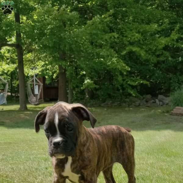 Finn, Boxer Puppy