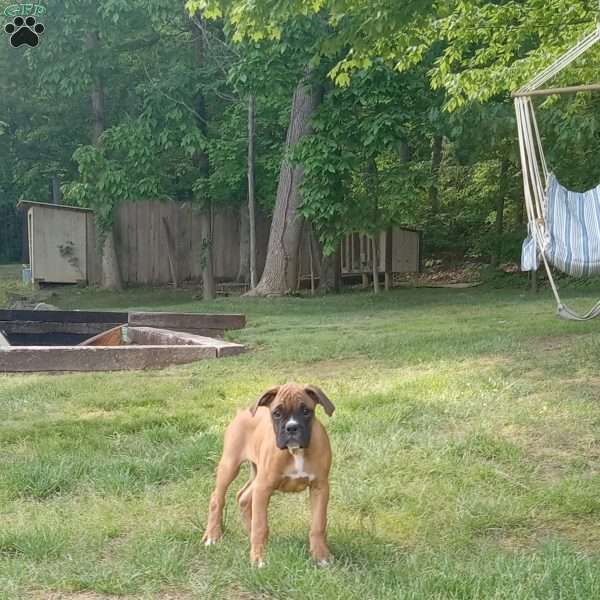 Ryder, Boxer Puppy
