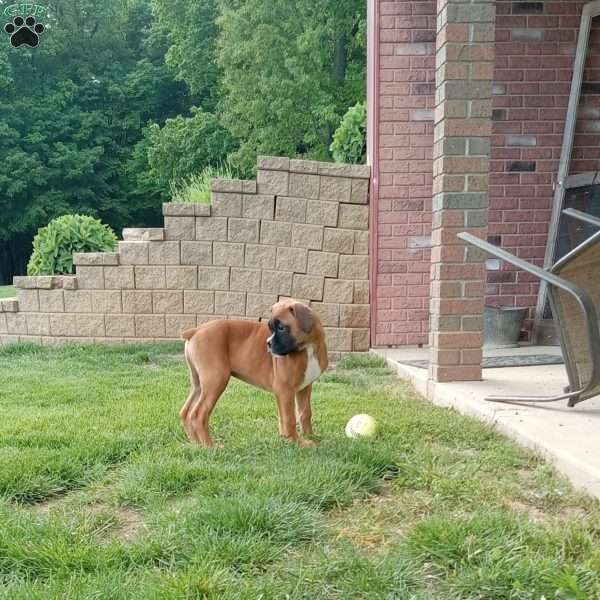 Chase, Boxer Puppy