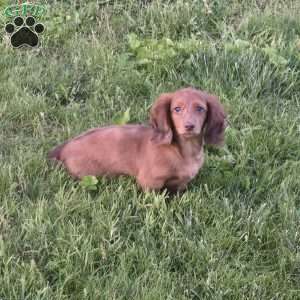 Mr. Cooper, Dachshund Puppy