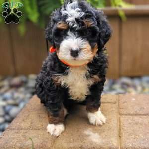 River, Mini Bernedoodle Puppy