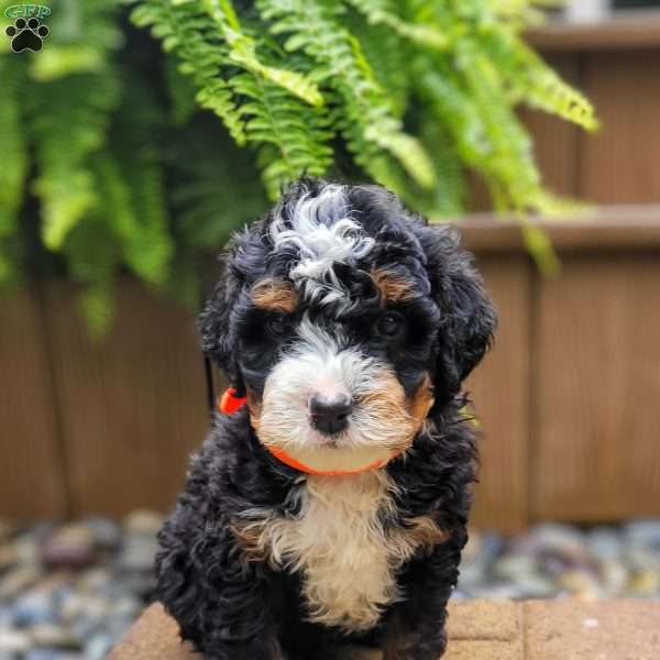 River, Mini Bernedoodle Puppy