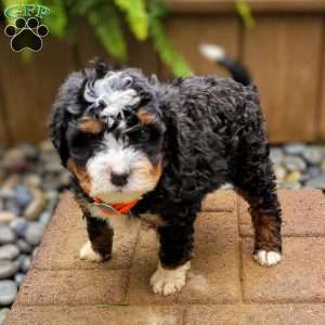 River, Mini Bernedoodle Puppy