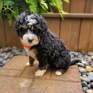 River, Mini Bernedoodle Puppy