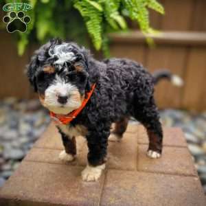 River, Mini Bernedoodle Puppy