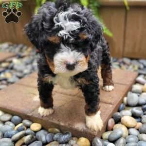 River, Mini Bernedoodle Puppy