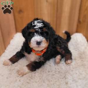 River, Mini Bernedoodle Puppy