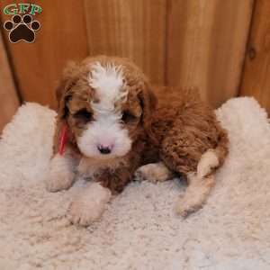 Skye, Mini Bernedoodle Puppy