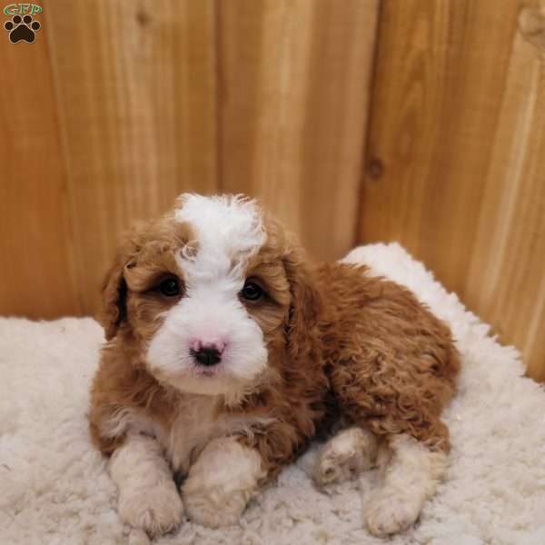 Skye, Mini Bernedoodle Puppy