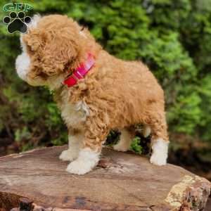 Skye, Mini Bernedoodle Puppy