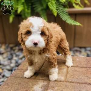 Skye, Mini Bernedoodle Puppy