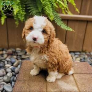 Skye, Mini Bernedoodle Puppy