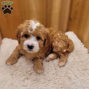 Firestone, Mini Bernedoodle Puppy