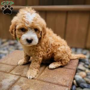 Firestone, Mini Bernedoodle Puppy