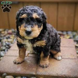 Bud, Mini Bernedoodle Puppy