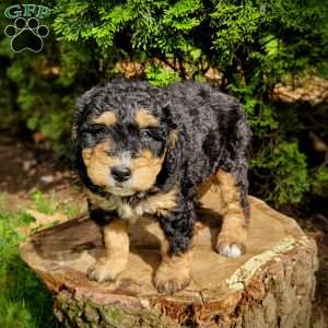 Bud, Mini Bernedoodle Puppy