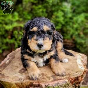 Bud, Mini Bernedoodle Puppy