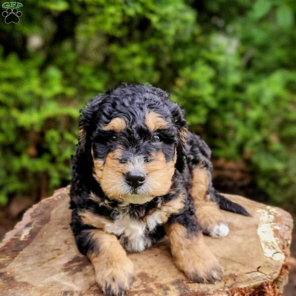 Bud, Mini Bernedoodle Puppy