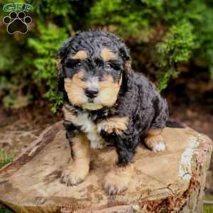 Bud, Mini Bernedoodle Puppy