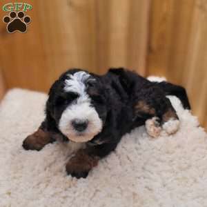 Blaze, Mini Bernedoodle Puppy