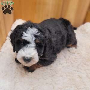 Blaze, Mini Bernedoodle Puppy