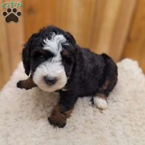 Blaze, Mini Bernedoodle Puppy