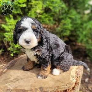 Blaze, Mini Bernedoodle Puppy