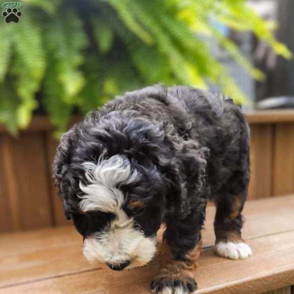 Blaze, Mini Bernedoodle Puppy