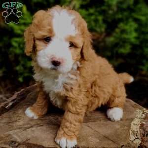 Buttercup, Mini Bernedoodle Puppy