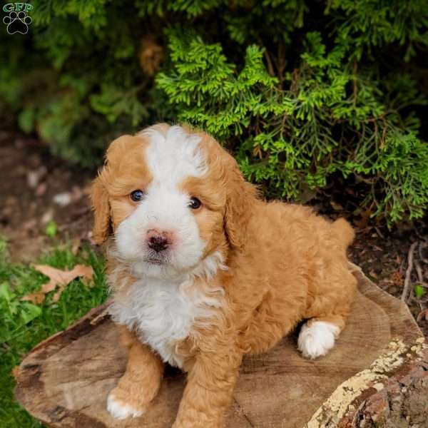 Buttercup, Mini Bernedoodle Puppy