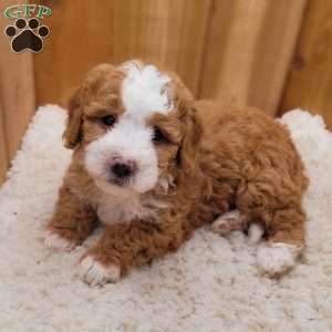 Buttercup, Mini Bernedoodle Puppy