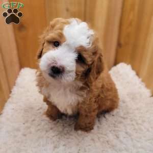 Buttercup, Mini Bernedoodle Puppy