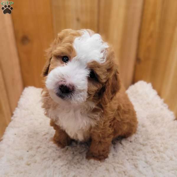 Buttercup, Mini Bernedoodle Puppy