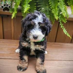 Marigold, Mini Bernedoodle Puppy
