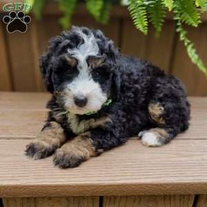 Marigold, Mini Bernedoodle Puppy